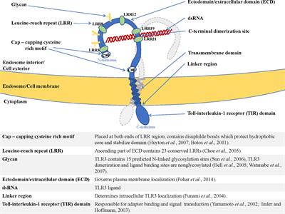 Cell Surface Expression of Endosomal Toll-Like Receptors—A Necessity or a Superfluous Duplication?